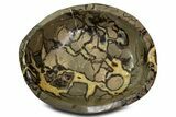 Huge Polished Septarian Bowl ( lbs) - Madagascar #339313-1